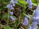 Bluebells
