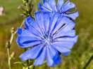 Chicory