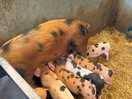 Lots of animals to see and the kids loved it