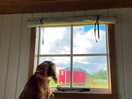 Our dog loving the view