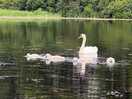 The family of swans