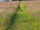 Dog walking field