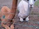 Shaved alpacas!