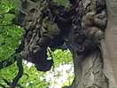 Find the drsgon tree.