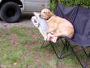 Let sleeping dogs lie