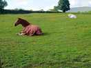 Animals on site and friendly