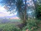Woodland walk views