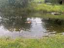 Pond