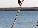 Stone chat in the reeds by the fleet