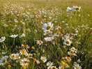 Wild fields.
