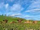 Happy cows