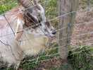 Goats very friendly. love a good back scratch