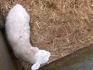 Lambs you can feed