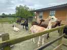 Onsite alpacas