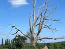 Tree where the deer hang out