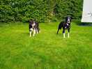 Dogs on top of bank