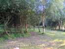 Tents sites within the rowan trees