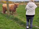Highland cow spotting