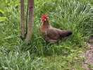 Chickens, one of the many animal views.