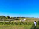 A farm with some ponys, they have pony party