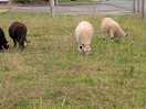 Animals appear well looked after