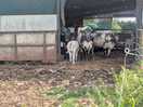 Farms cows and calves