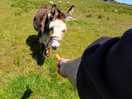 The delightful donkey, a bit shy but very handsome