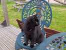 Lily, the characterful and very friendly cat.