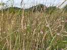 Wild flowers