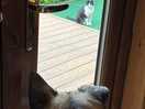 Campsite cat taunting the dog 😁