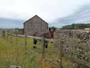 The donkeys certainly like attention