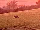 Hare through the van window
