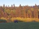 Field and forest