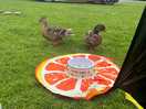Friendly ducks