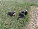 Ducks