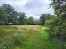 Dog field