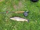 Wye brown trout, nice.
