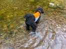 Cooling off in the local river horner
