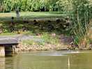 Another lake with the ducks