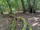 Woodlands