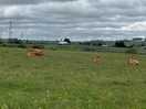 Local animals/scenery