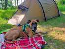 Camp dog at cleghorn farm