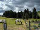 Lovely ponies
