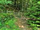 Forest walks