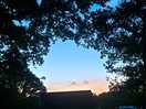 Lovely trees