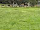 Cows