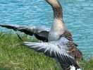 Goose