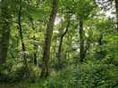 So green