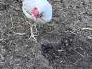 Farm animals