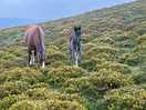 Wild ponies and foals on sugar loaf